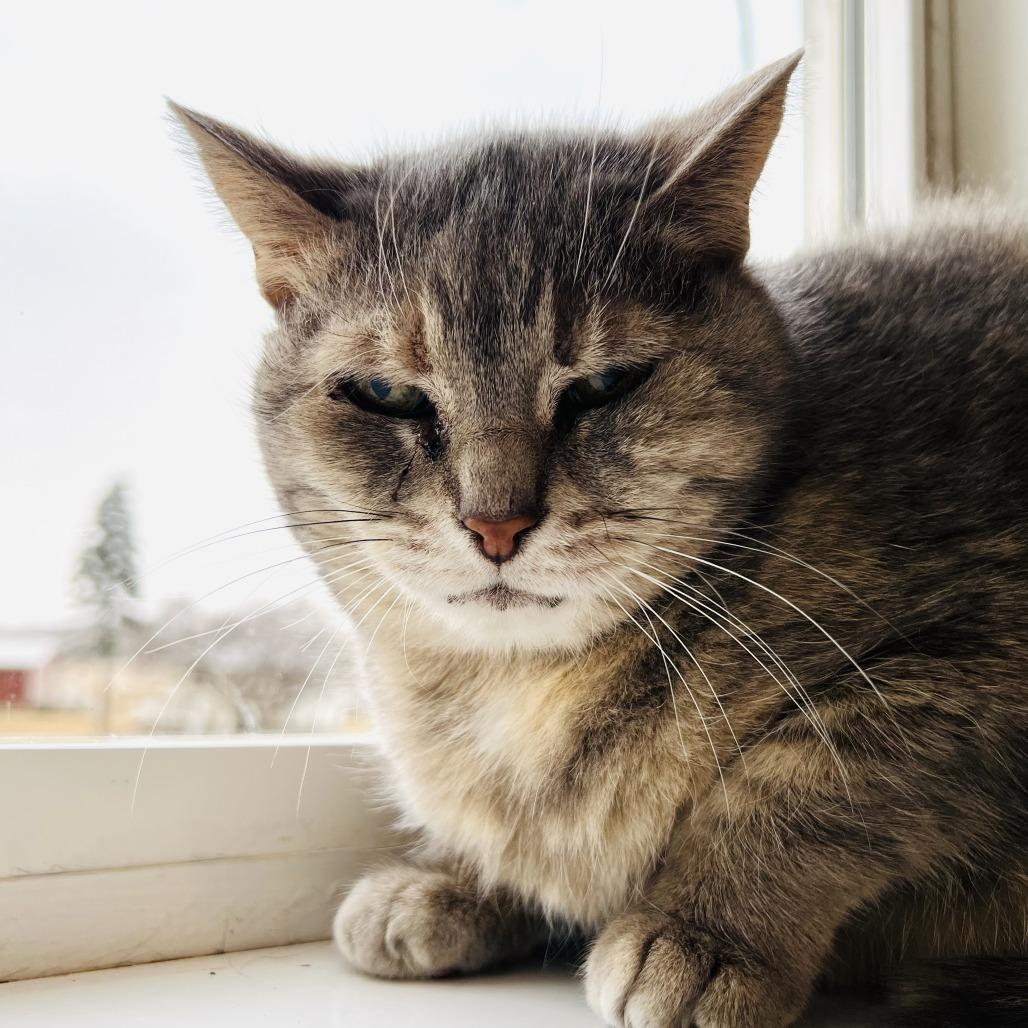 Enlarge Kimba, a Adoptable Domestic Short Hair in Green Bay, WI image 5/5