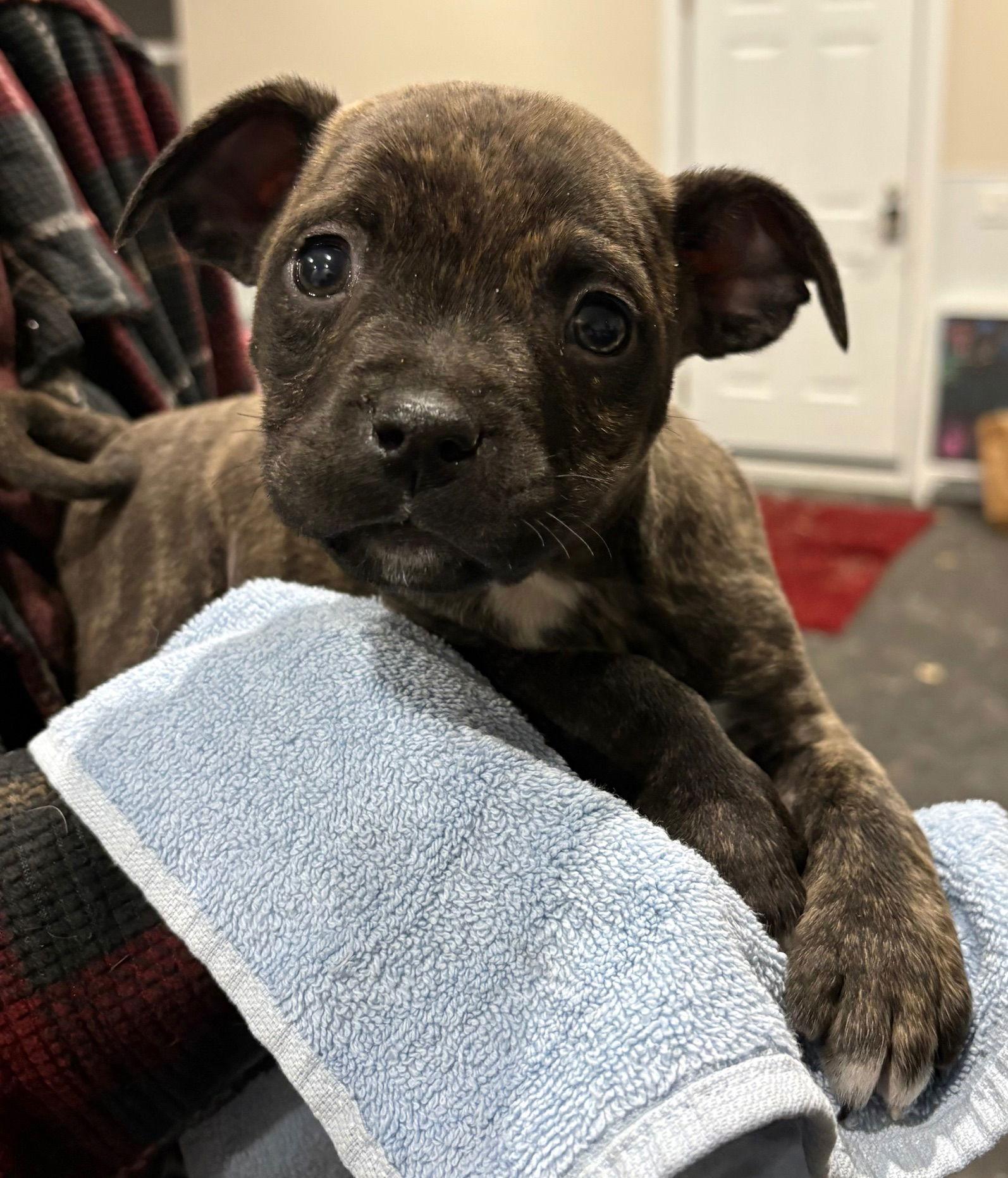 Whit, Adoptable, Puppy Male Pit Bull Terrier.