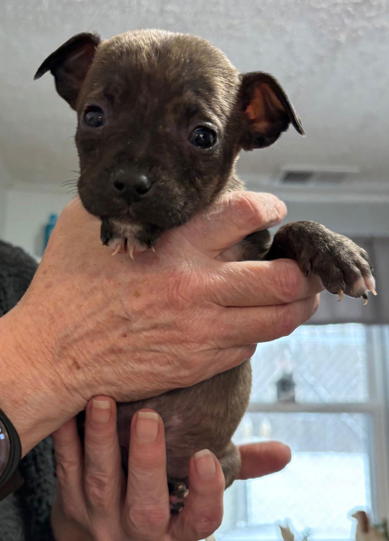 Whit, Adoptable, Puppy Male Pit Bull Terrier.