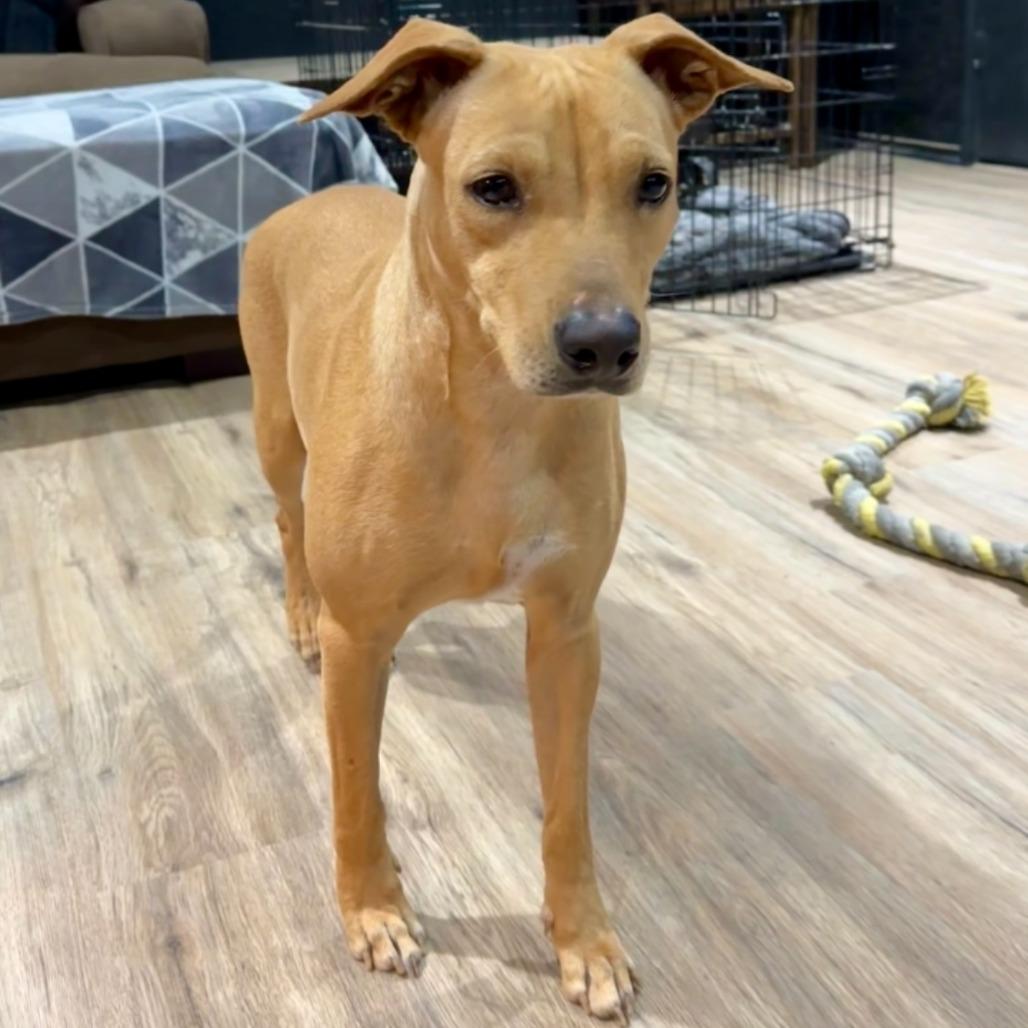 Enlarge Evangelina, a Adoptable mixed breed in San Antonio, TX image 1/6