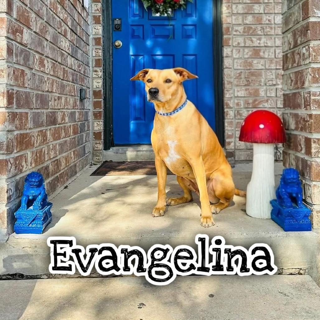Enlarge Evangelina, a Adoptable mixed breed in San Antonio, TX image 2/6