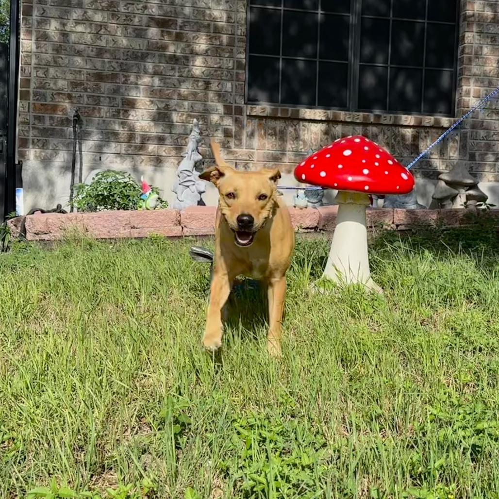 Enlarge Evangelina, a Adoptable mixed breed in San Antonio, TX image 3/6