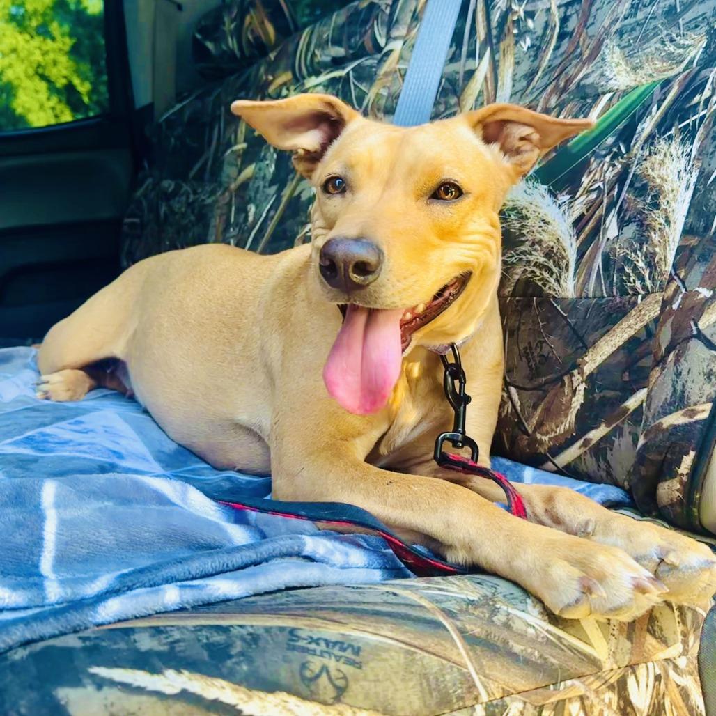 Enlarge Evangelina, a Adoptable mixed breed in San Antonio, TX image 4/6