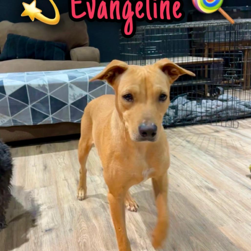 Enlarge Evangelina, a Adoptable mixed breed in San Antonio, TX image 5/6