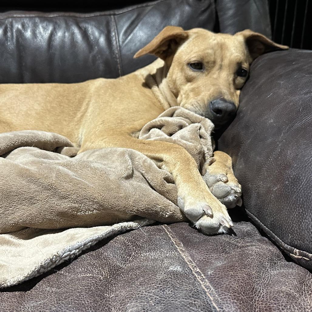 Enlarge Evangelina, a Adoptable mixed breed in San Antonio, TX image 6/6