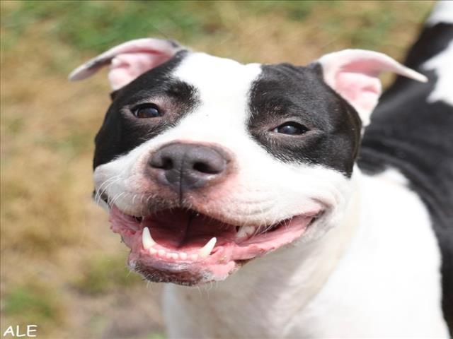 Enlarge A518008, a Adoptable mixed breed in Wilmington, NC image 1/1