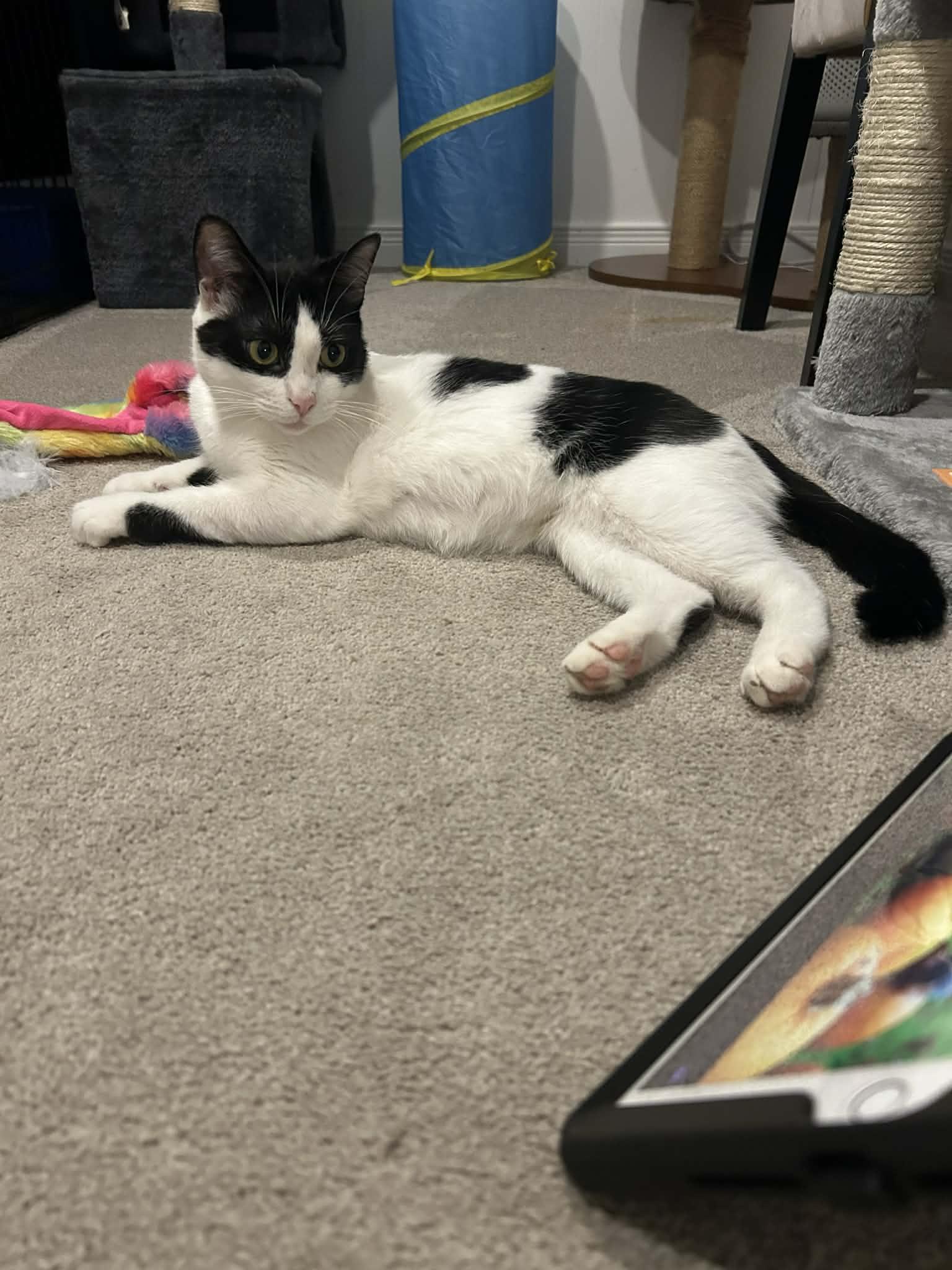 Enlarge Maggie, a Adoptable Tuxedo in Brantford, ON image 2/4