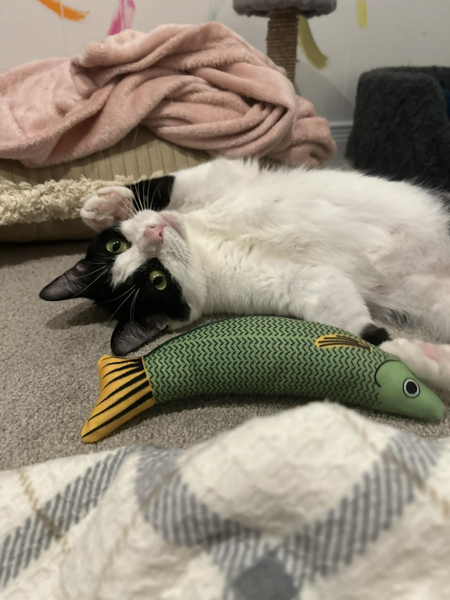 Maggie, Adoptable, Adult Female Tuxedo.