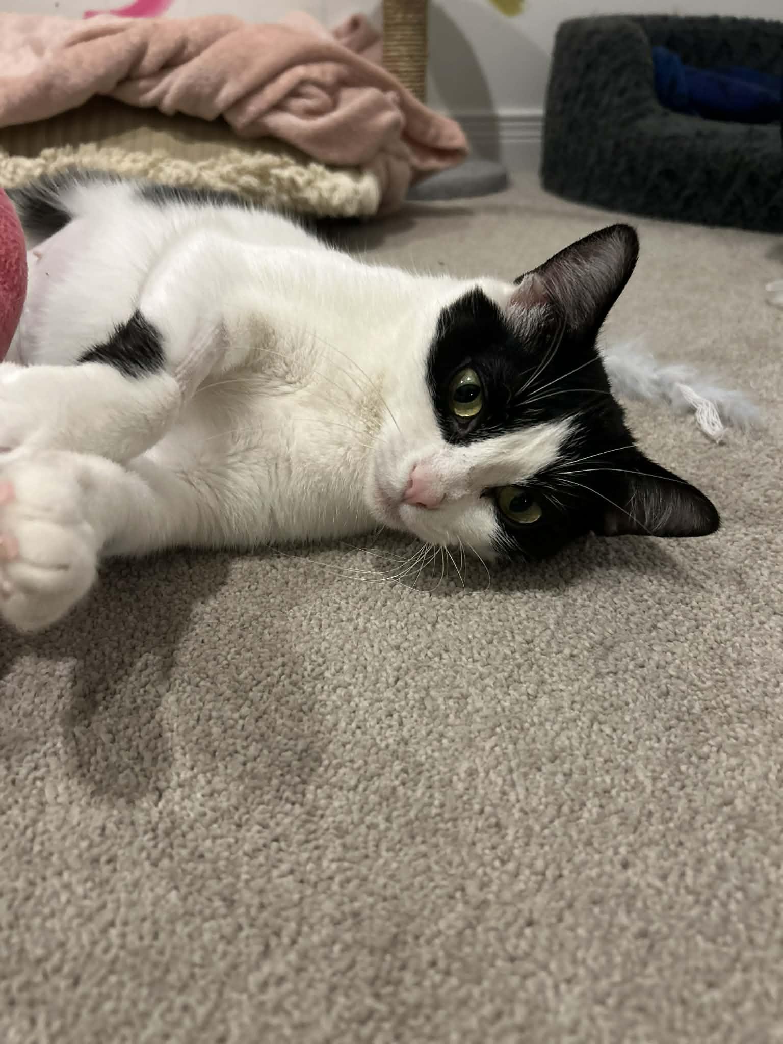 Enlarge Maggie, a Adoptable Tuxedo in Brantford, ON image 3/4