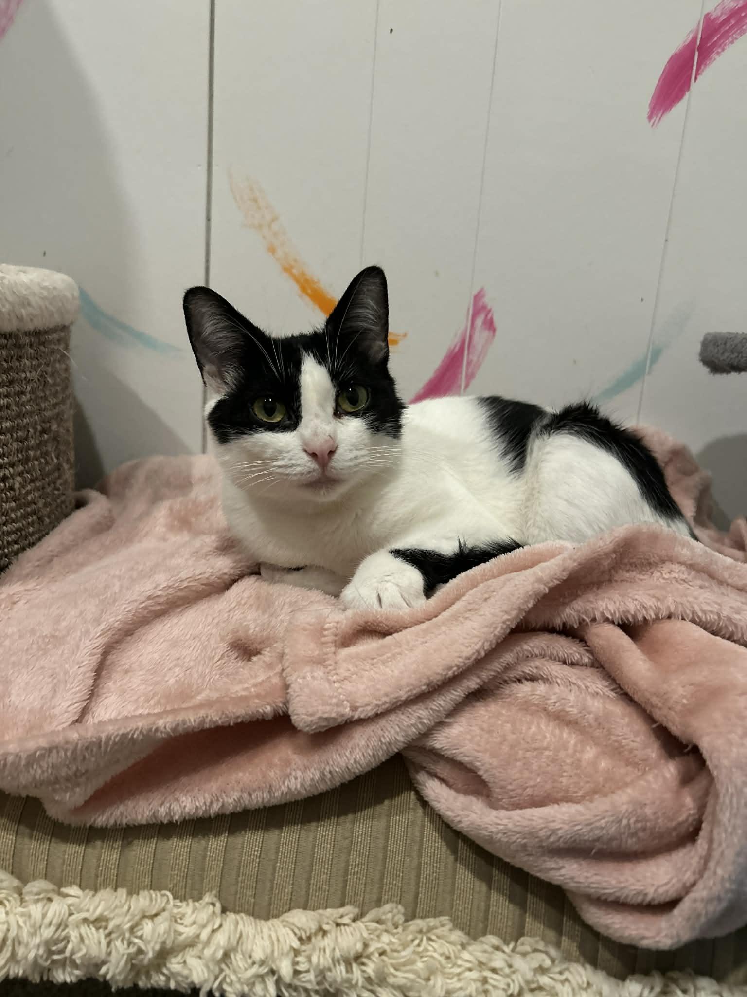 Enlarge Maggie, a Adoptable Tuxedo in Brantford, ON image 4/4