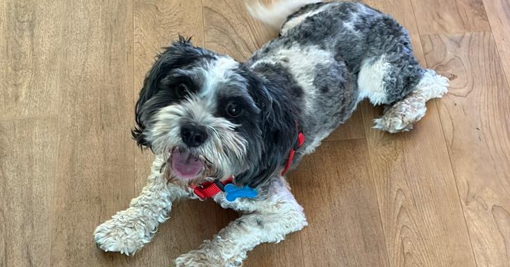 Bear Buckley, Adoptable, Adult Male Cavalier King Charles Spaniel & Poodle.