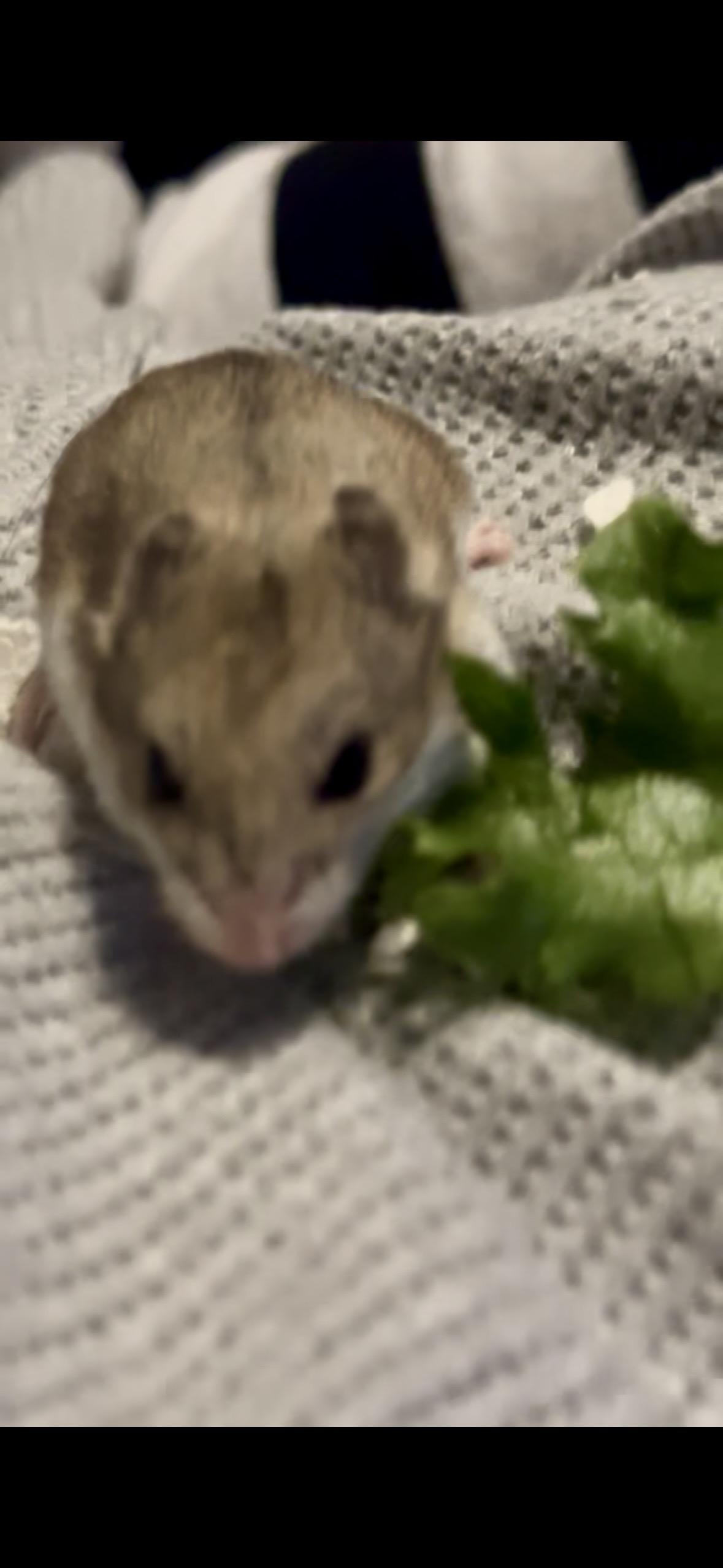Enlarge Doughnut , an adopted Hamster in Howell, NJ image 1/1