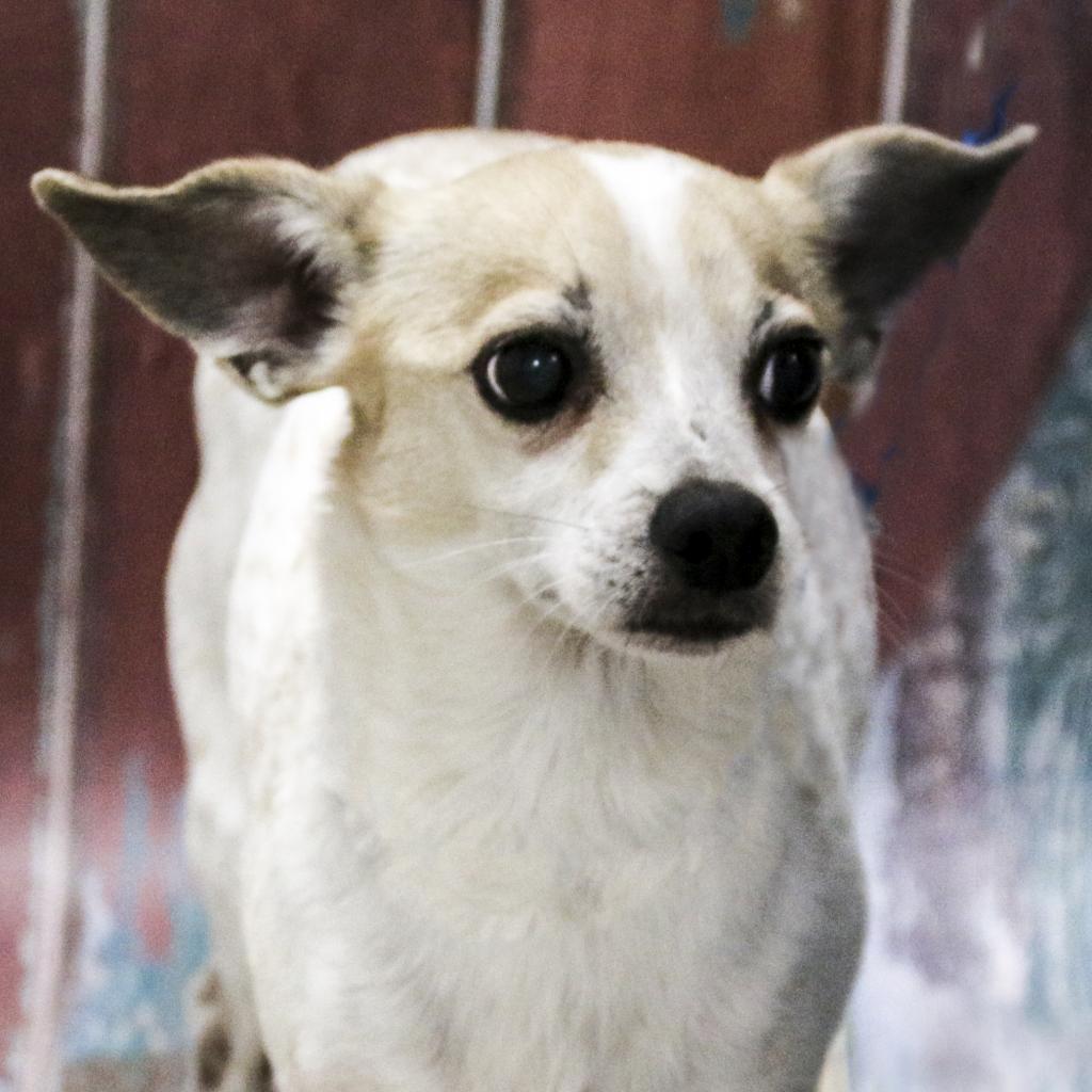 Enlarge Chico, a Adoptable Chihuahua in Casa Grande, AZ image 1/1