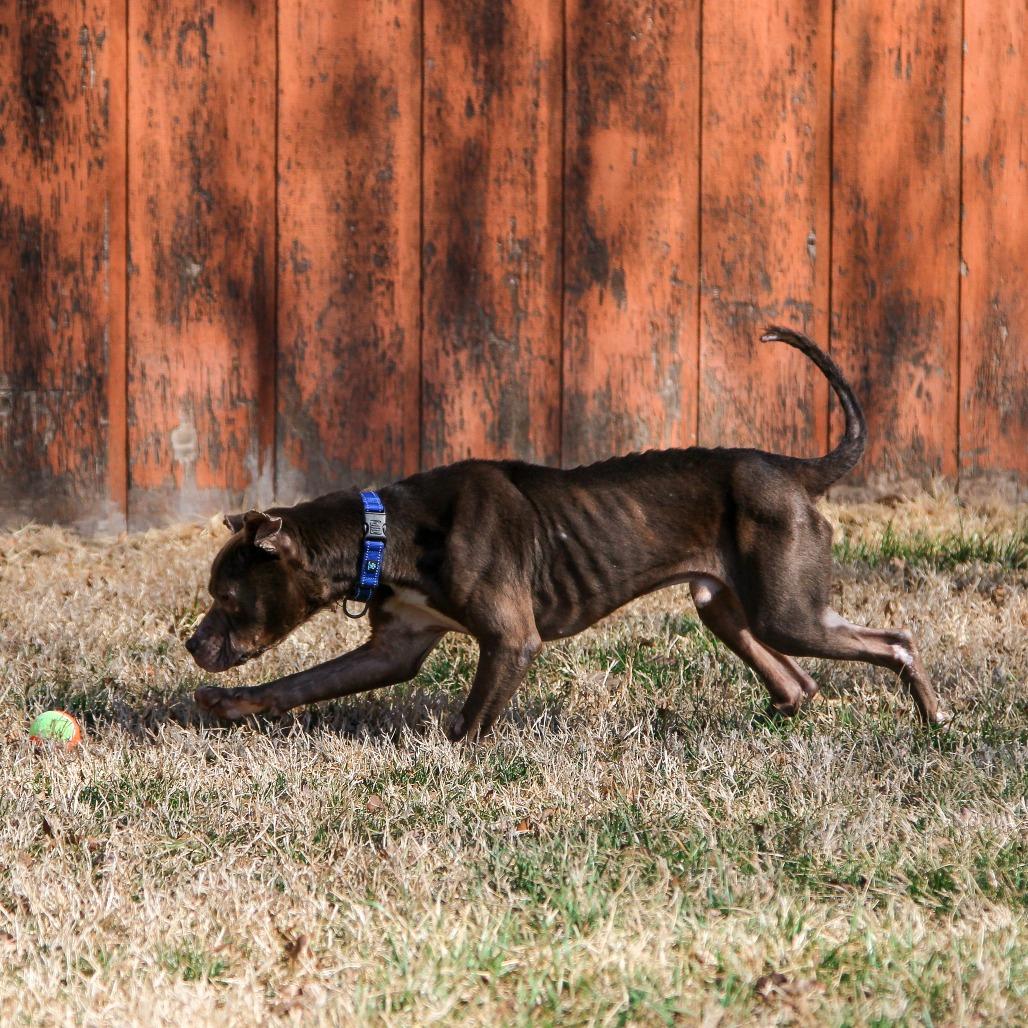 PB&J, Adoptable, Adult Male Pit Bull Terrier.