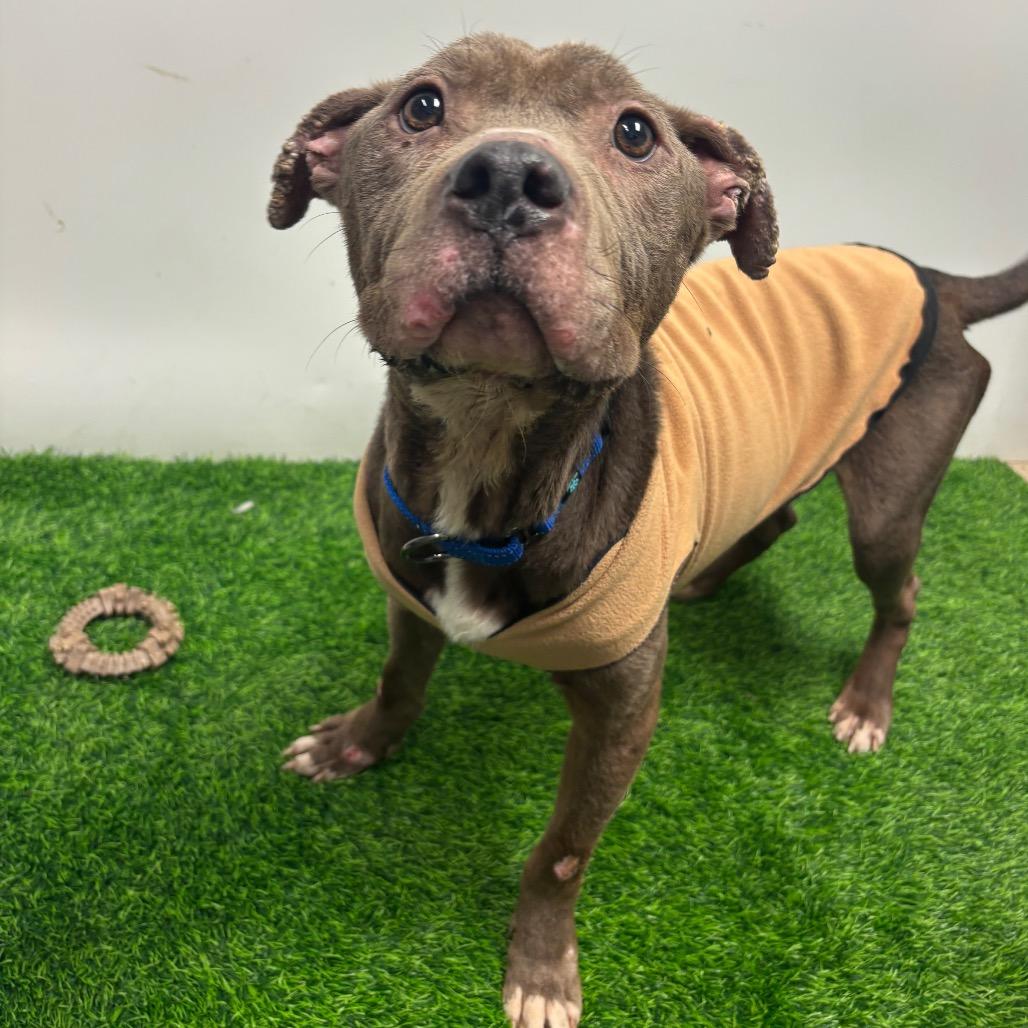 Enlarge PB&J, a Adoptable Pit Bull Terrier in Columbia, MO image 2/6