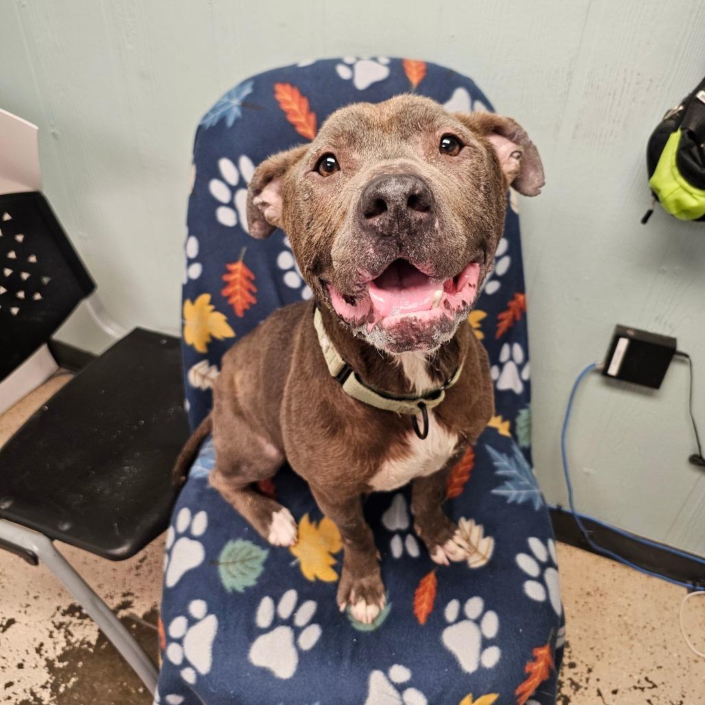 Enlarge PB&J, a Adoptable Pit Bull Terrier in Columbia, MO image 3/6