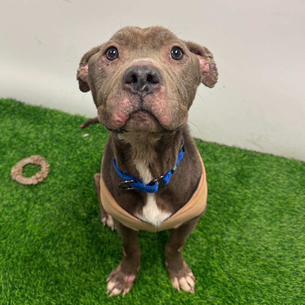 Enlarge PB&J, a Adoptable Pit Bull Terrier in Columbia, MO image 4/6