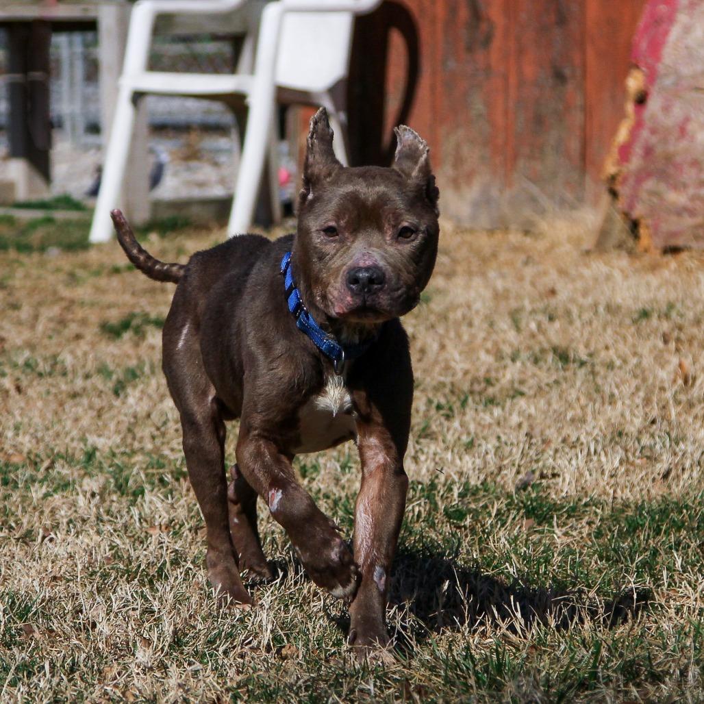 Enlarge PB&J, a Adoptable Pit Bull Terrier in Columbia, MO image 5/6