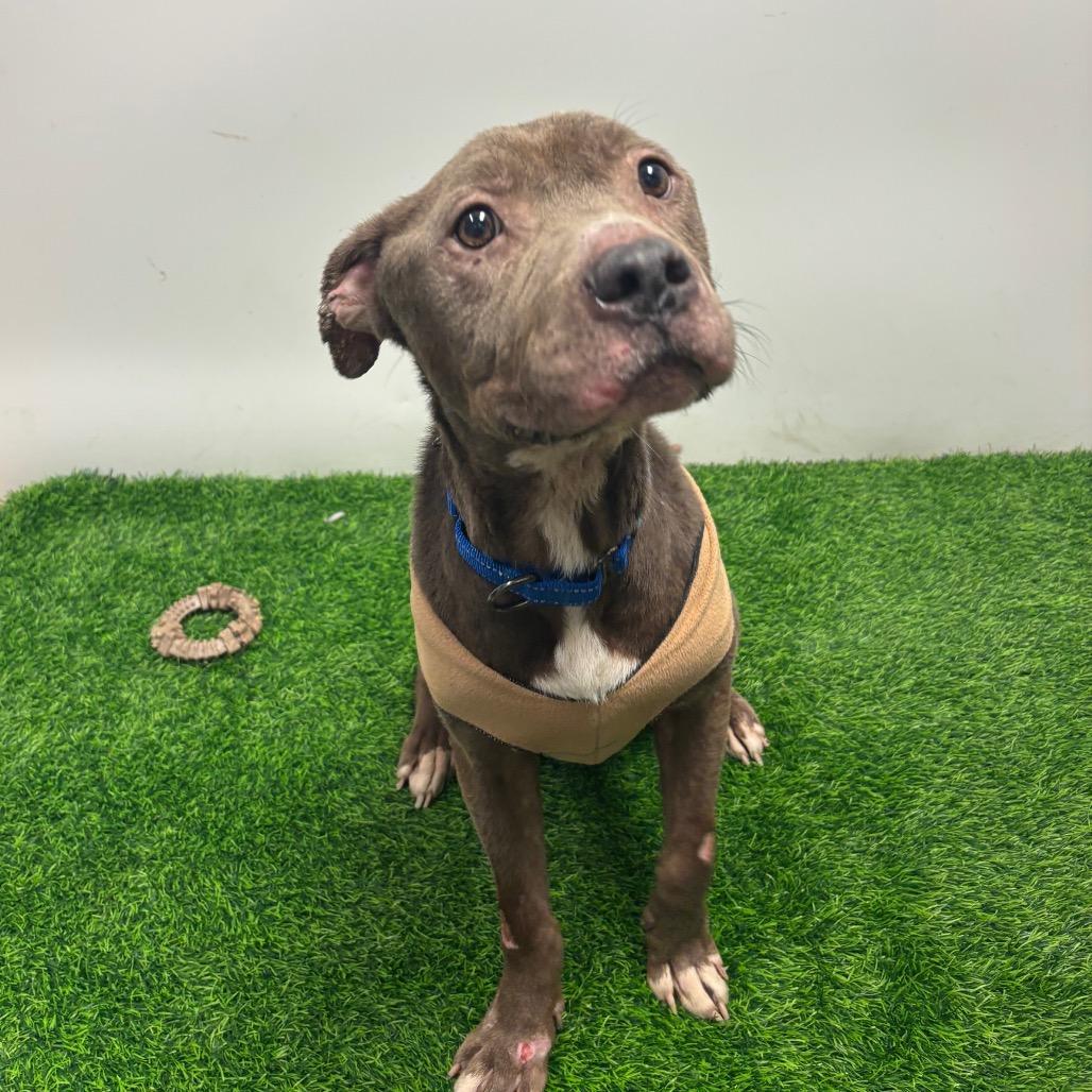 Enlarge PB&J, a Adoptable Pit Bull Terrier in Columbia, MO image 6/6