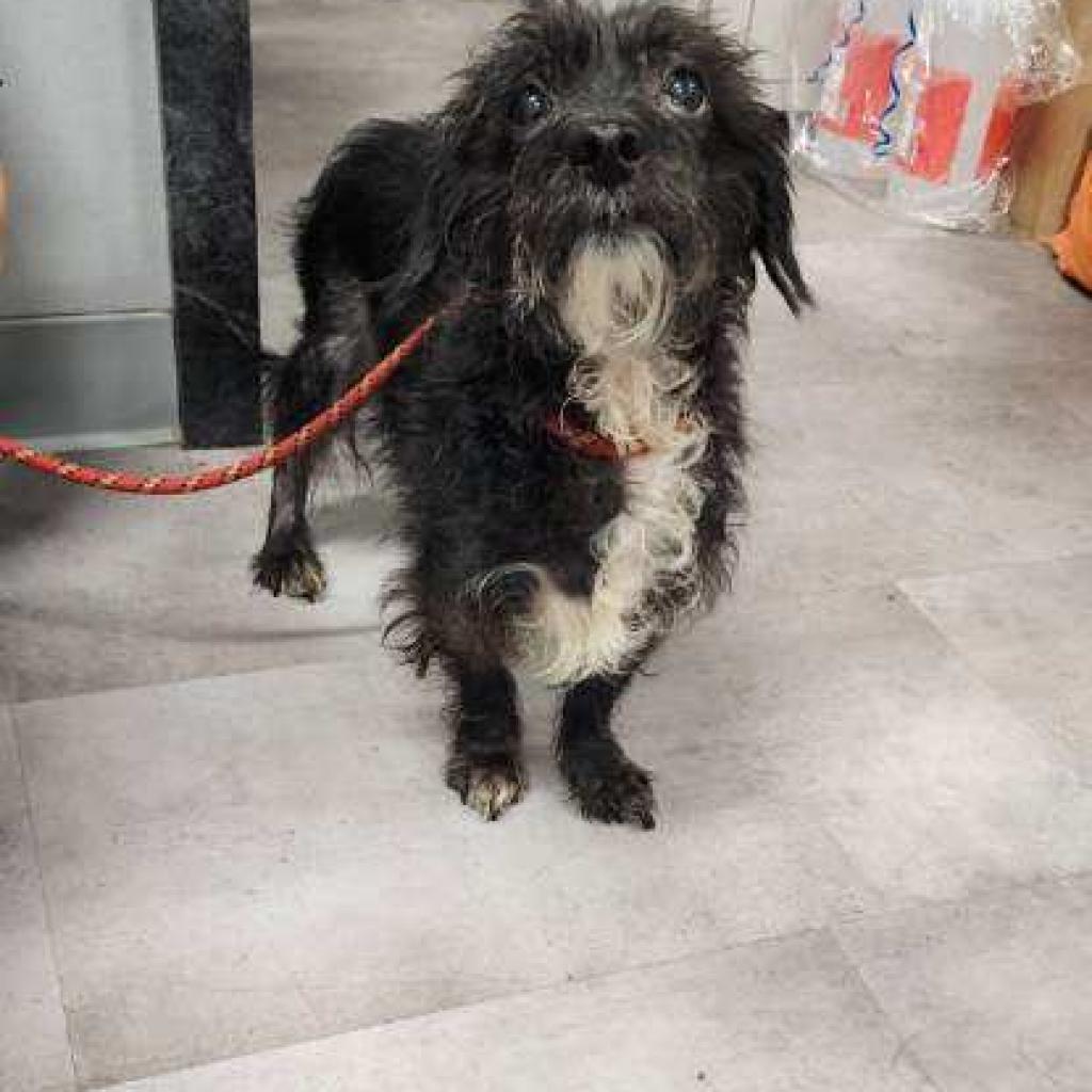 Enlarge Obi, a Adoptable Mixed Breed in Lindenwold, NJ image 1/5