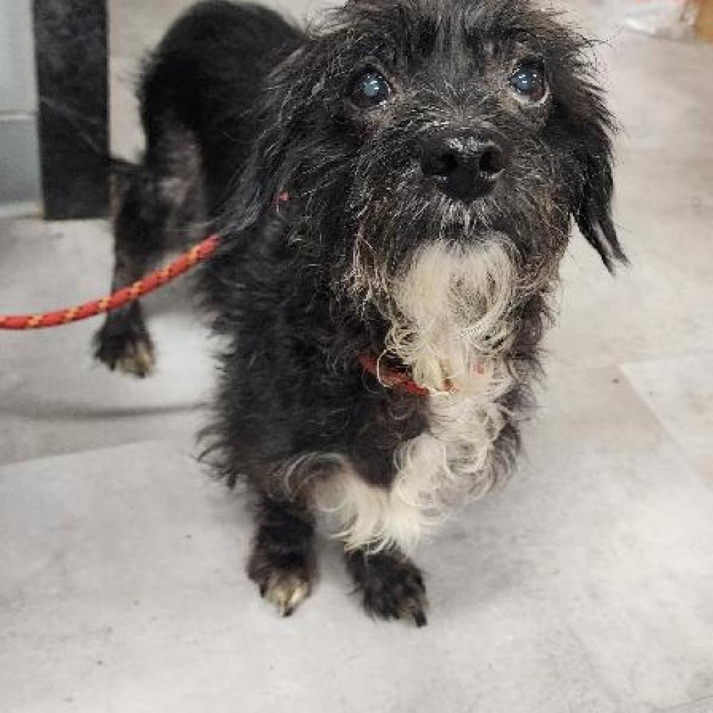 Enlarge Obi, a Adoptable Mixed Breed in Lindenwold, NJ image 2/5