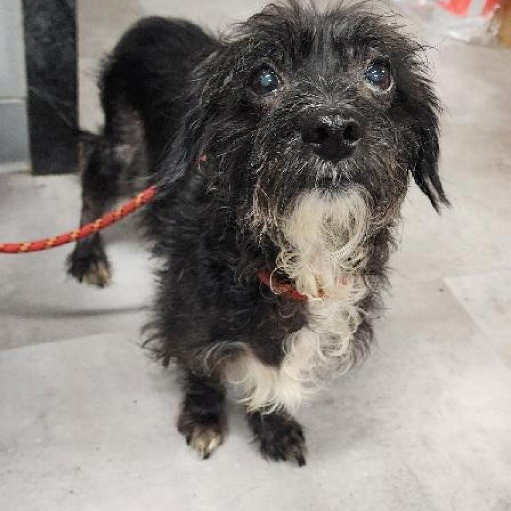 Enlarge Obi, a Adoptable Mixed Breed in Lindenwold, NJ image 4/5