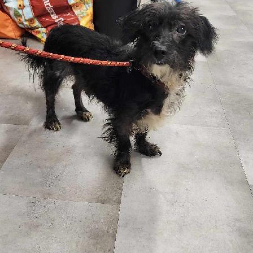 Enlarge Obi, a Adoptable Mixed Breed in Lindenwold, NJ image 5/5