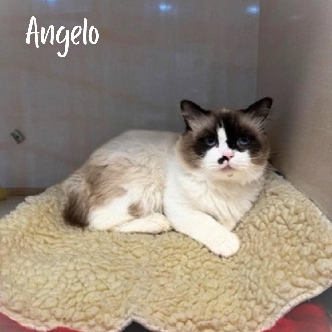 Angelo, Adopted, Adult Male Snowshoe & Domestic Long Hair.