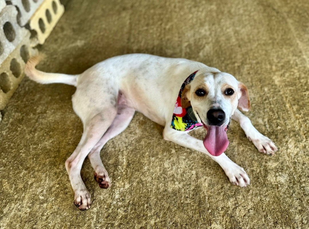 EVERLEE, a Adoptable mixed breed image 2/6