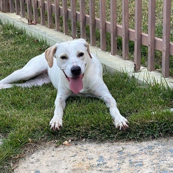 EVERLEE, a Adoptable mixed breed image 1/6