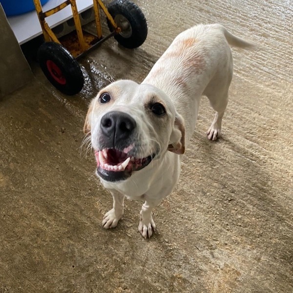 EVERLEE, a Adoptable mixed breed image 3/6