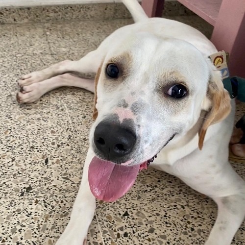 EVERLEE, a Adoptable mixed breed image 4/6