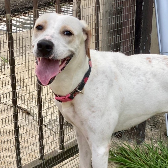 EVERLEE, a Adoptable mixed breed image 5/6