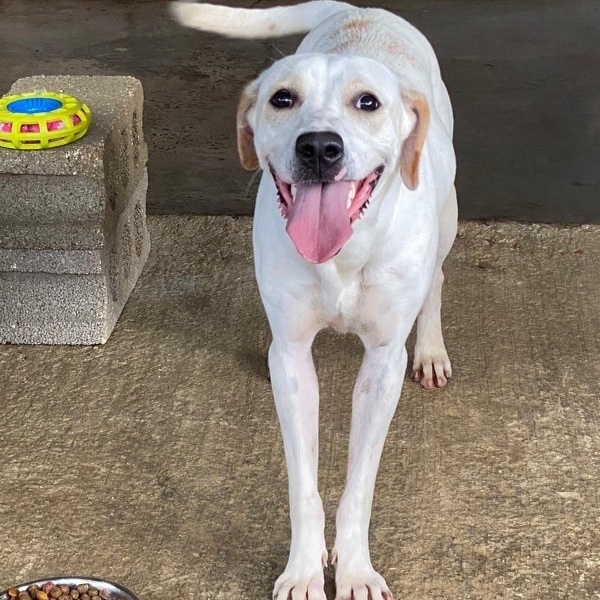 EVERLEE, a Adoptable mixed breed image 6/6