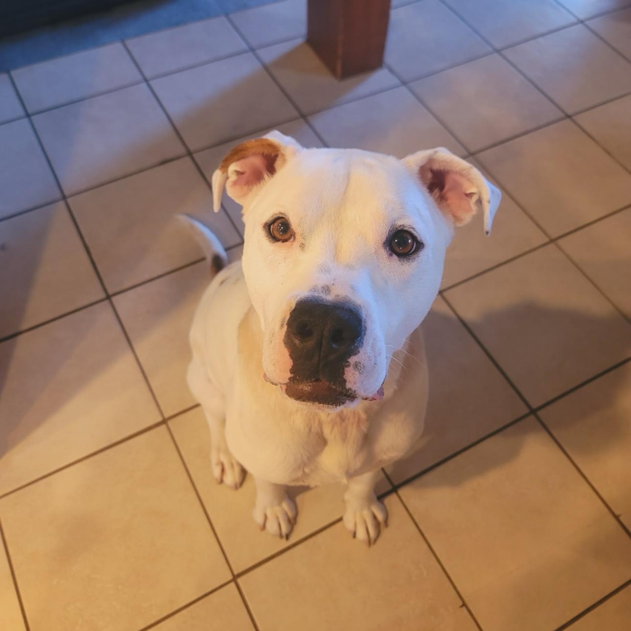 6838 Elliott, a Adoptable mixed breed in Springfield, MO image 2/4