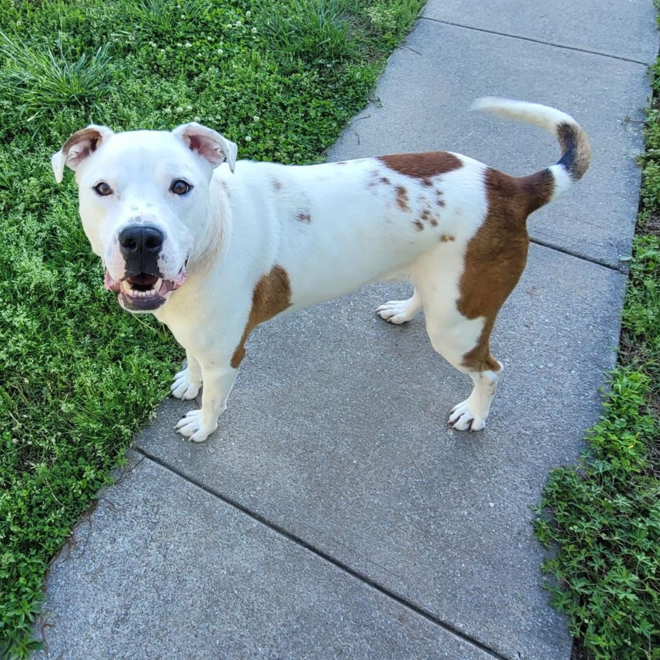 6838 Elliott, a Adoptable mixed breed in Springfield, MO image 3/4