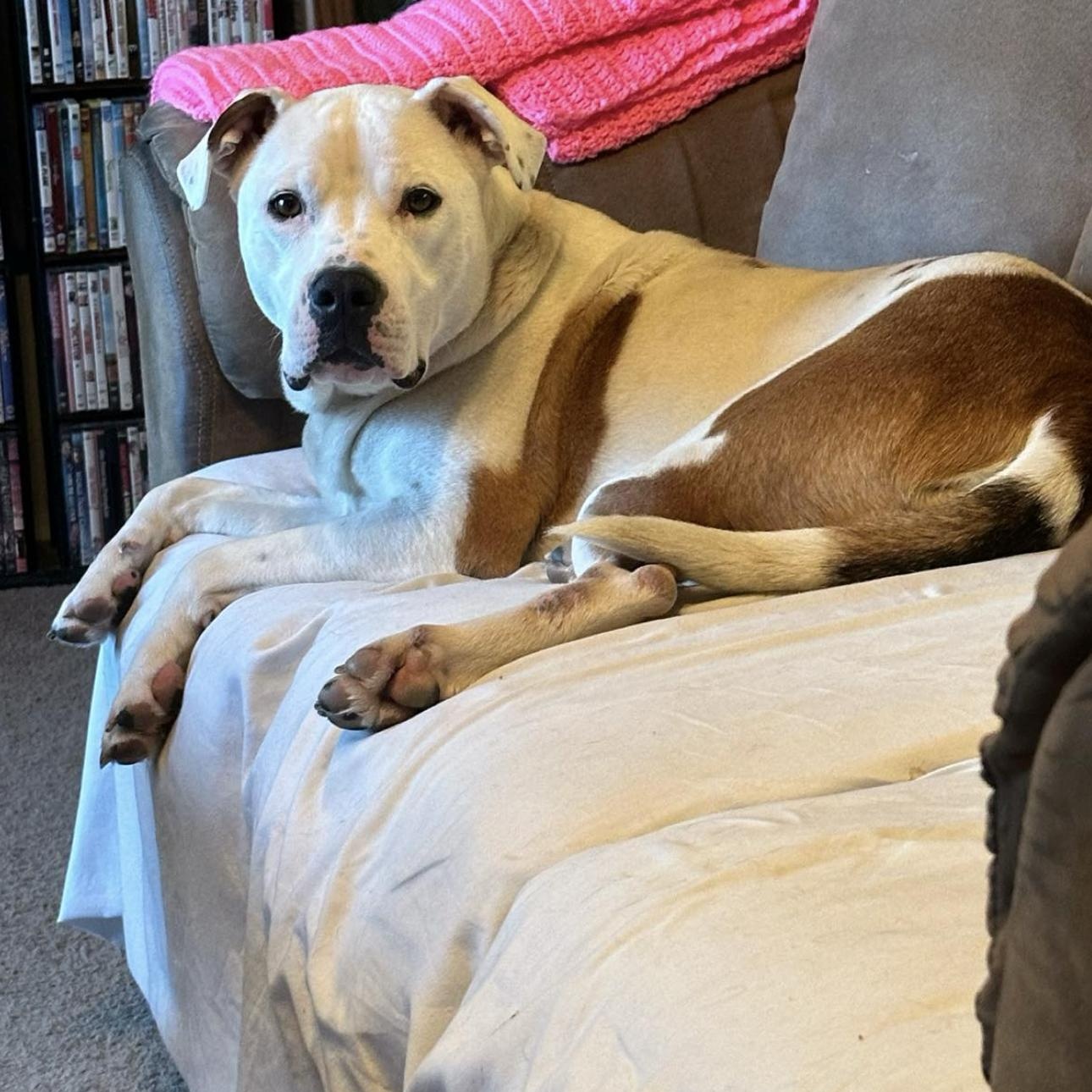 6838 Elliott, a Adoptable mixed breed in Springfield, MO image 4/4