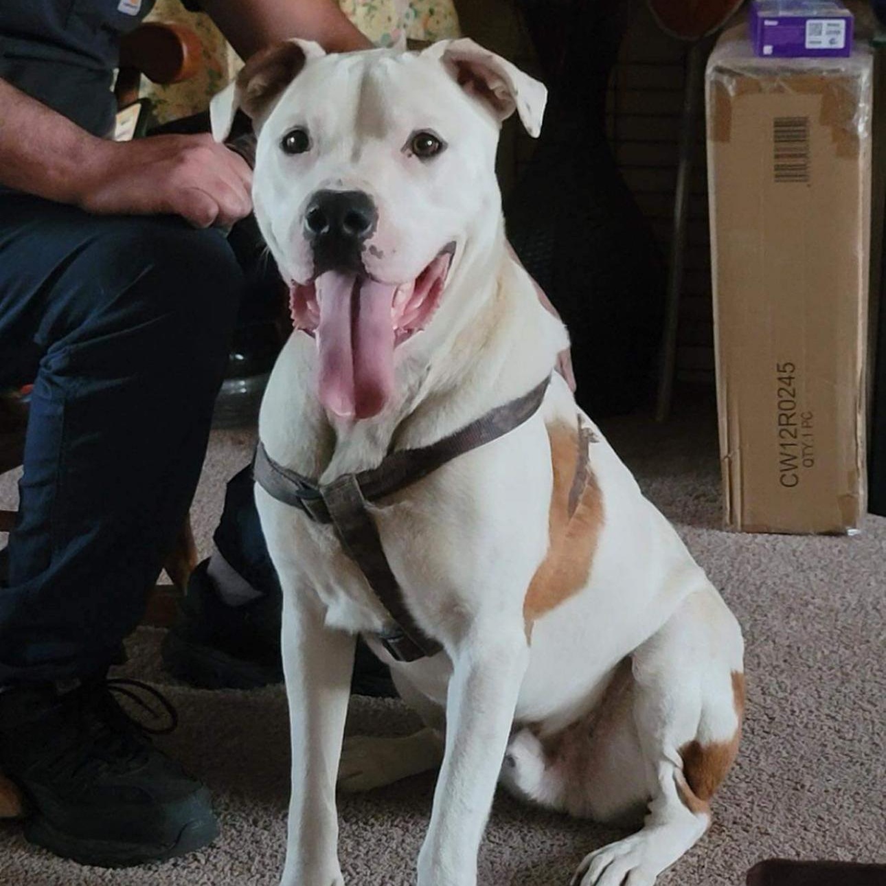 6838 Elliott, a Adoptable mixed breed in Springfield, MO image 1/4