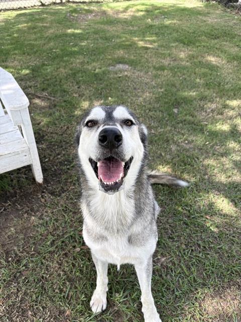 Enlarge CELESTE, a Adoptable Siberian Husky in Sugar Land, TX image 1/1