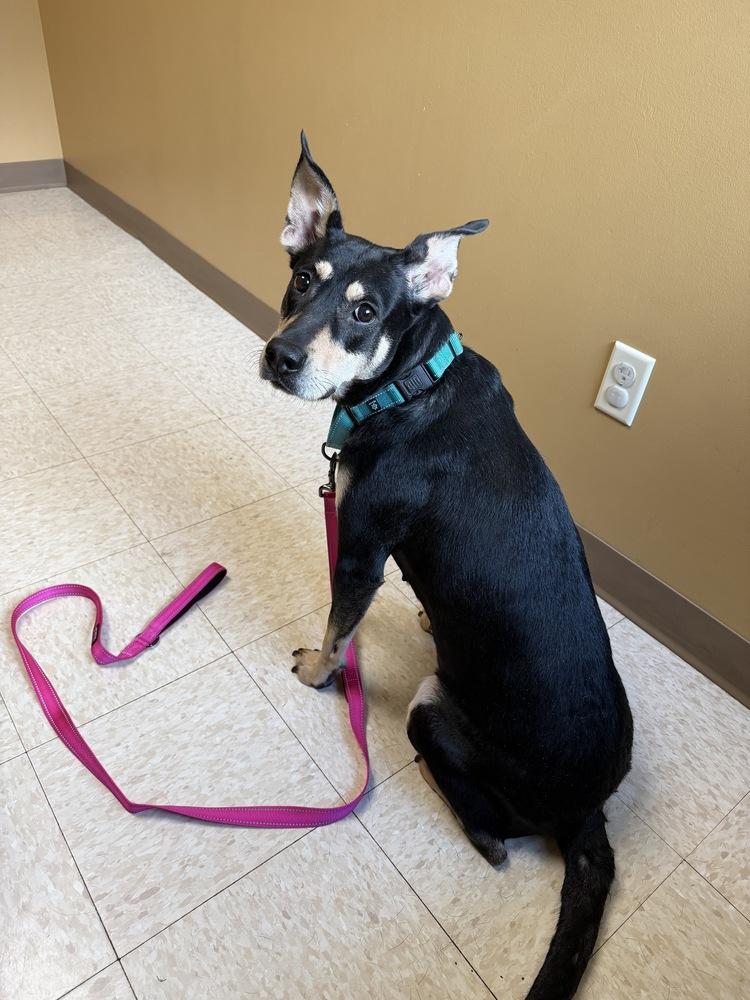 Enlarge Kimmi, a Adoptable mixed breed in Irwin, PA image 1/4