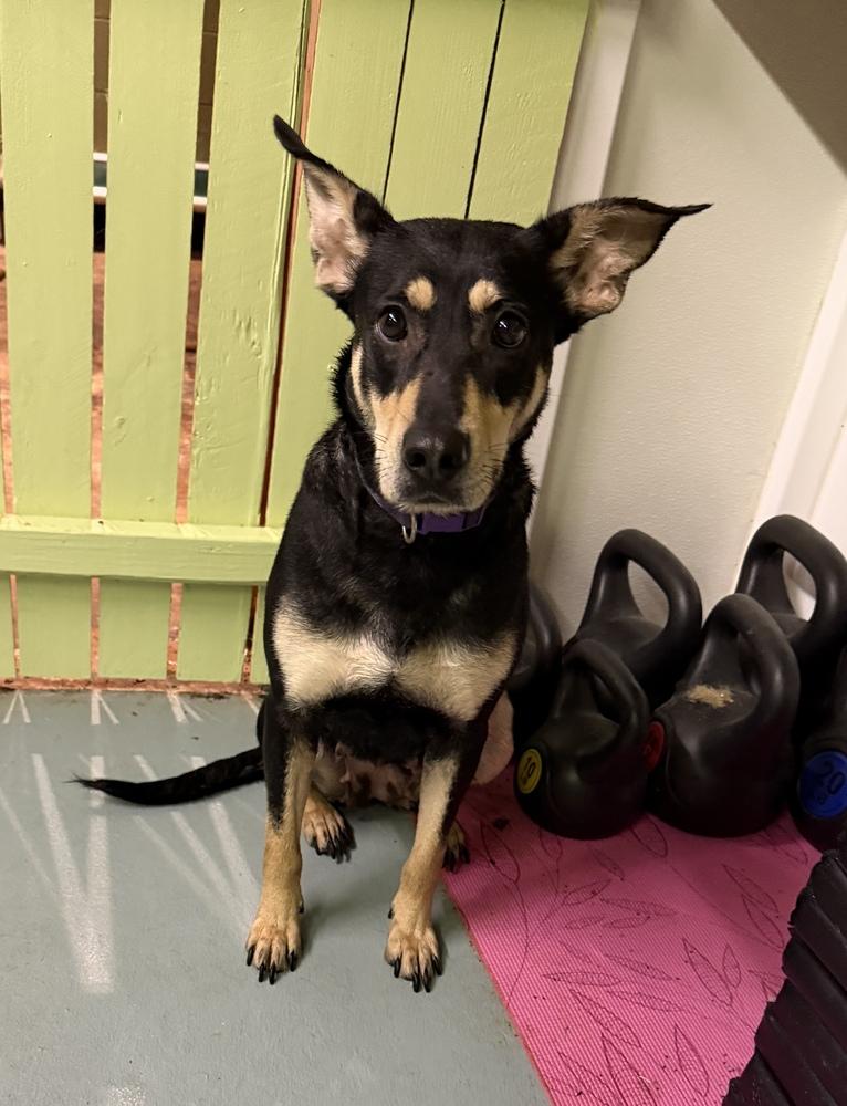 Enlarge Kimmi, a Adoptable mixed breed in Irwin, PA image 2/4
