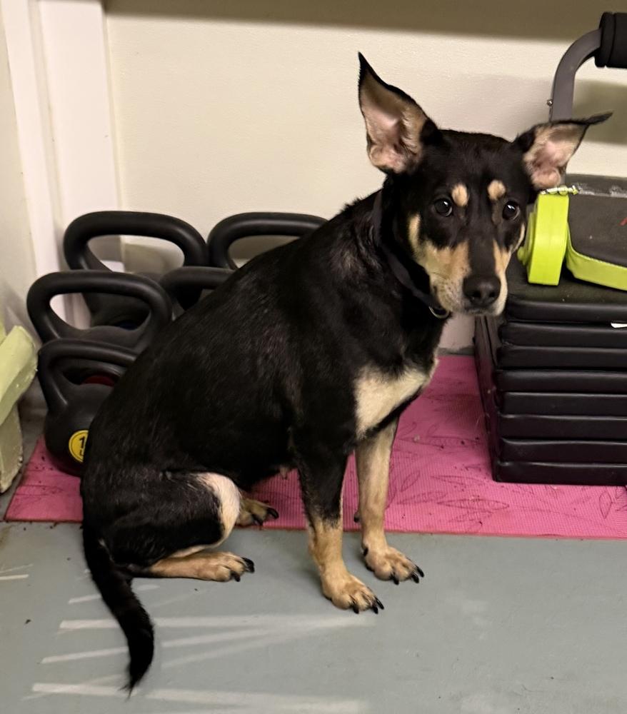 Enlarge Kimmi, a Adoptable mixed breed in Irwin, PA image 3/4