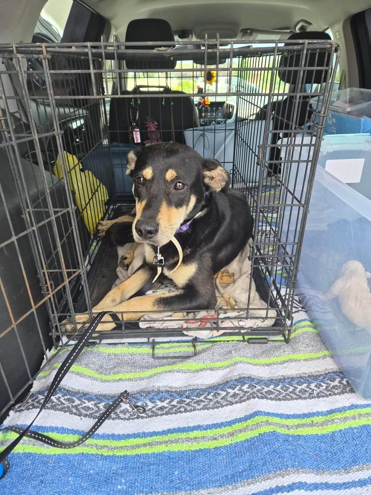 Enlarge Kimmi, a Adoptable mixed breed in Irwin, PA image 4/4
