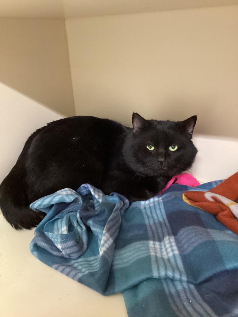 Doofenshmirtz, Adoptable, Adult Male Domestic Short Hair.