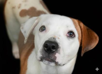 Nixie, a Adoptable Mixed Breed in Bowling Green, KY image 1/2