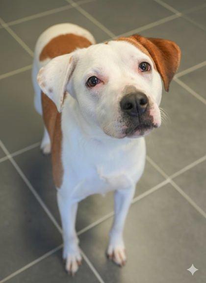 Nixie, a Adoptable Mixed Breed in Bowling Green, KY image 2/2