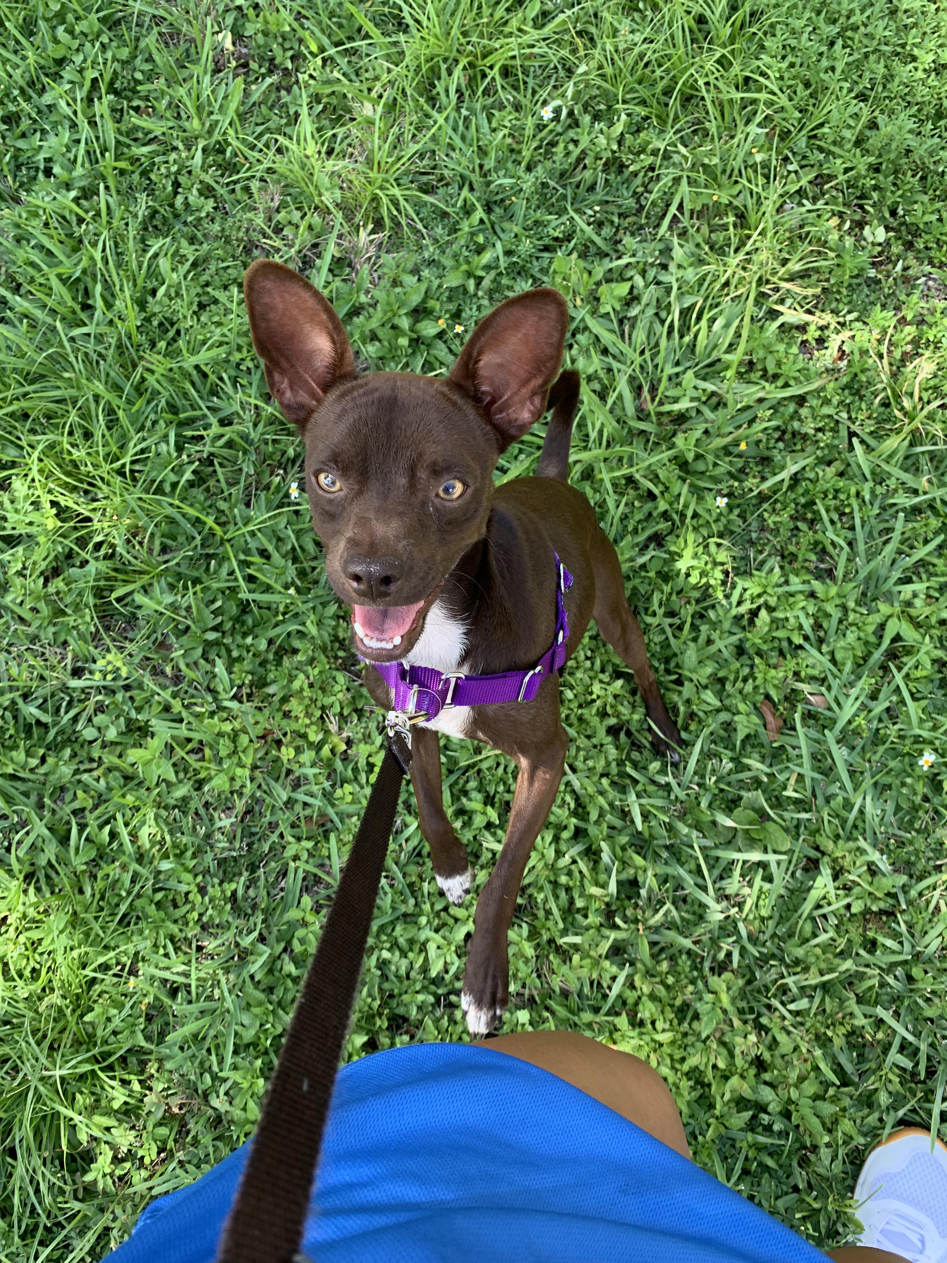 Andy, a Adoptable mixed breed in North Miami, FL image 1/4