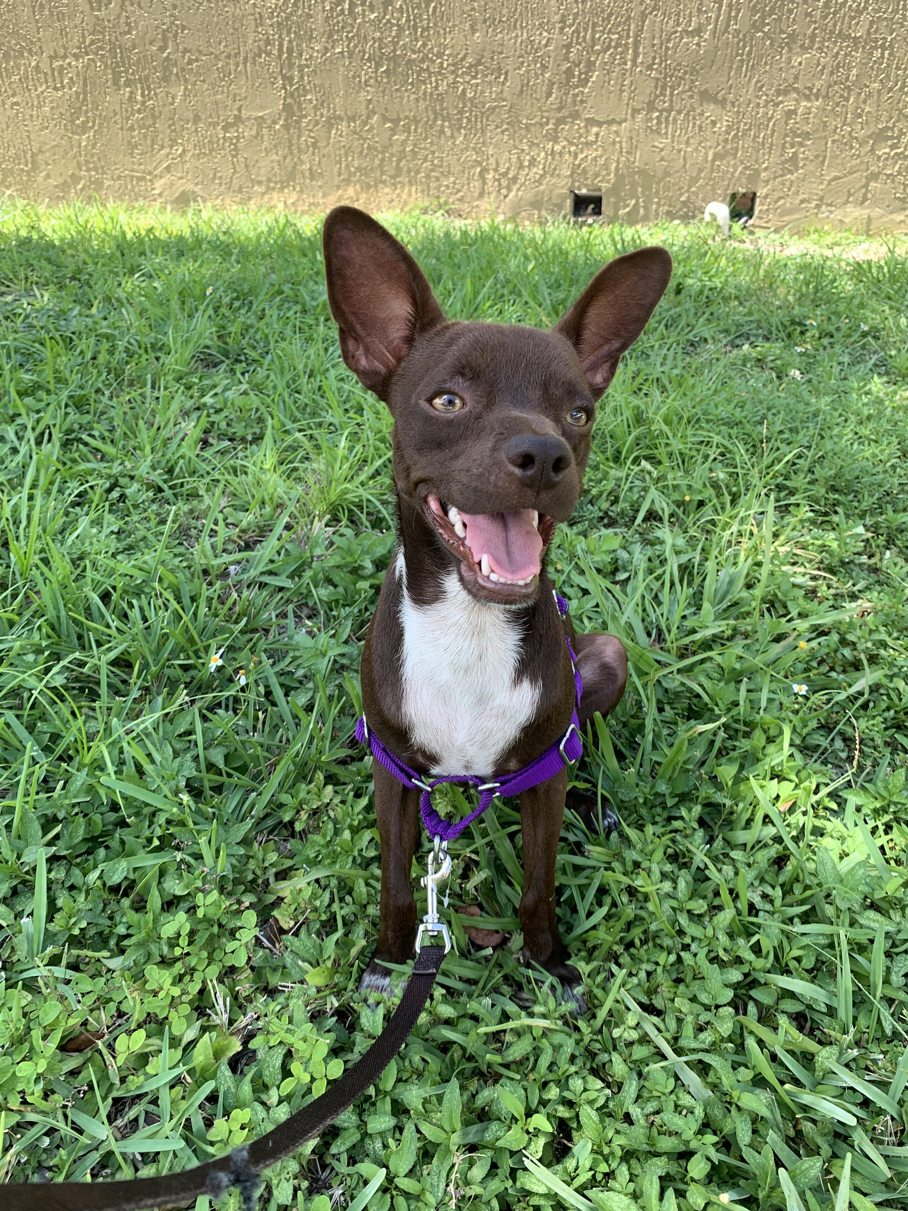 Andy, a Adoptable mixed breed in North Miami, FL image 2/4