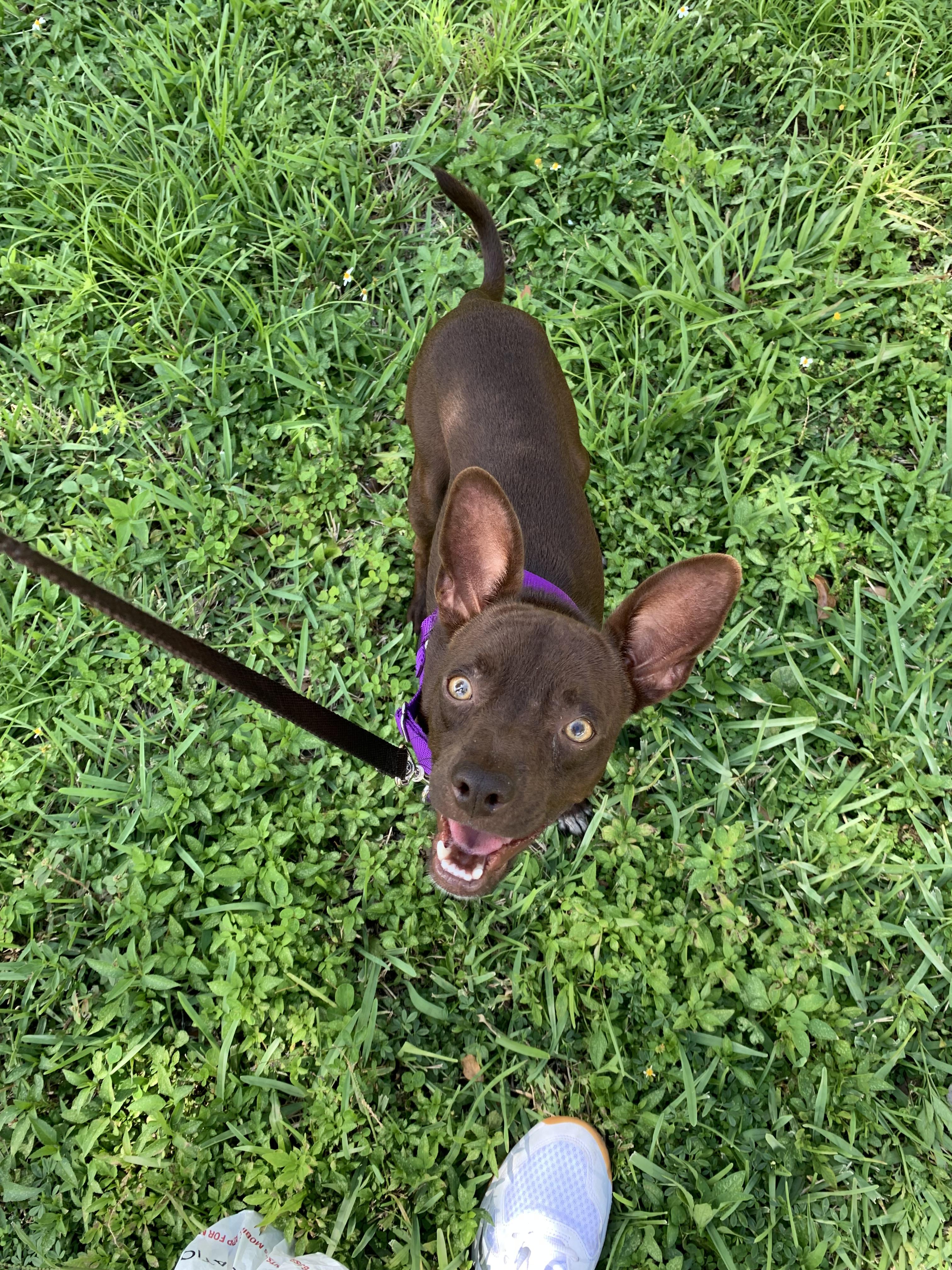 Andy, a Adoptable mixed breed in North Miami, FL image 3/4