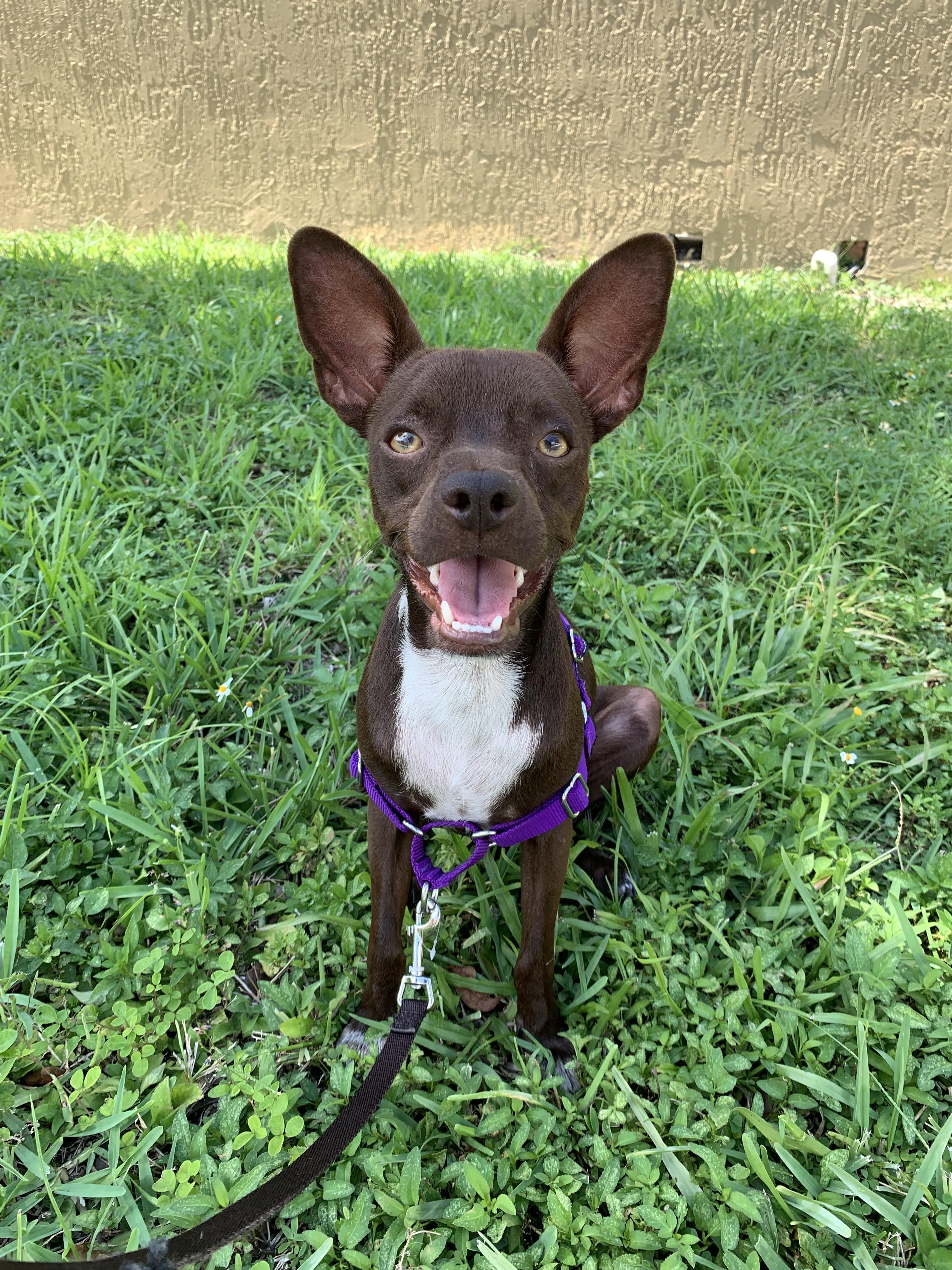 Andy, a Adoptable mixed breed in North Miami, FL image 4/4